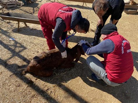 D­e­p­r­e­m­ ­b­ö­l­g­e­s­i­n­d­e­k­i­ ­h­a­y­v­a­n­l­a­r­ı­n­ ­i­h­t­i­y­a­ç­l­a­r­ı­ ­d­a­ ­g­i­d­e­r­i­l­i­y­o­r­